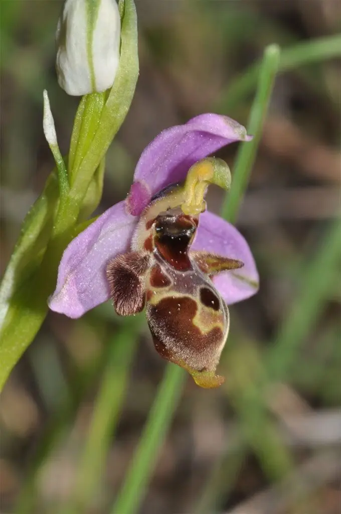 Orchids of Chios