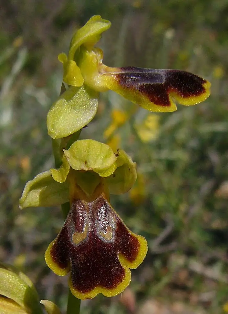 Ophrys blitopertha in Chios