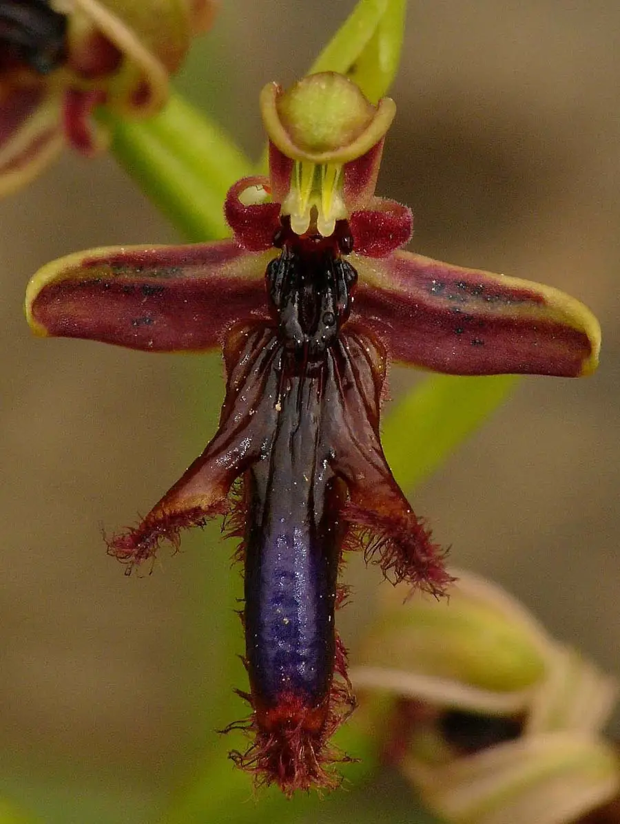 Ophrys regis fernandii in Chios