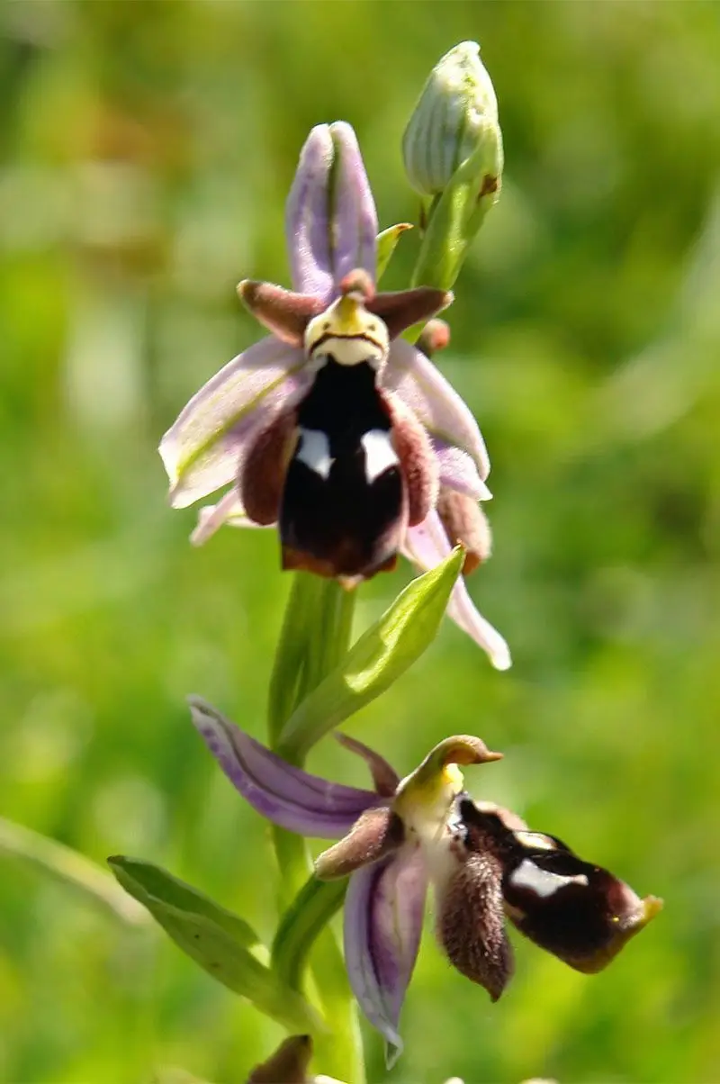 Wild Ophrys orchid in Chios