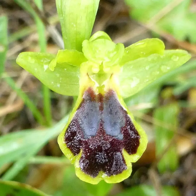Orchid tours in Chios