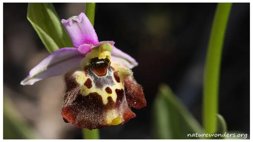 Wild orchids of Chios