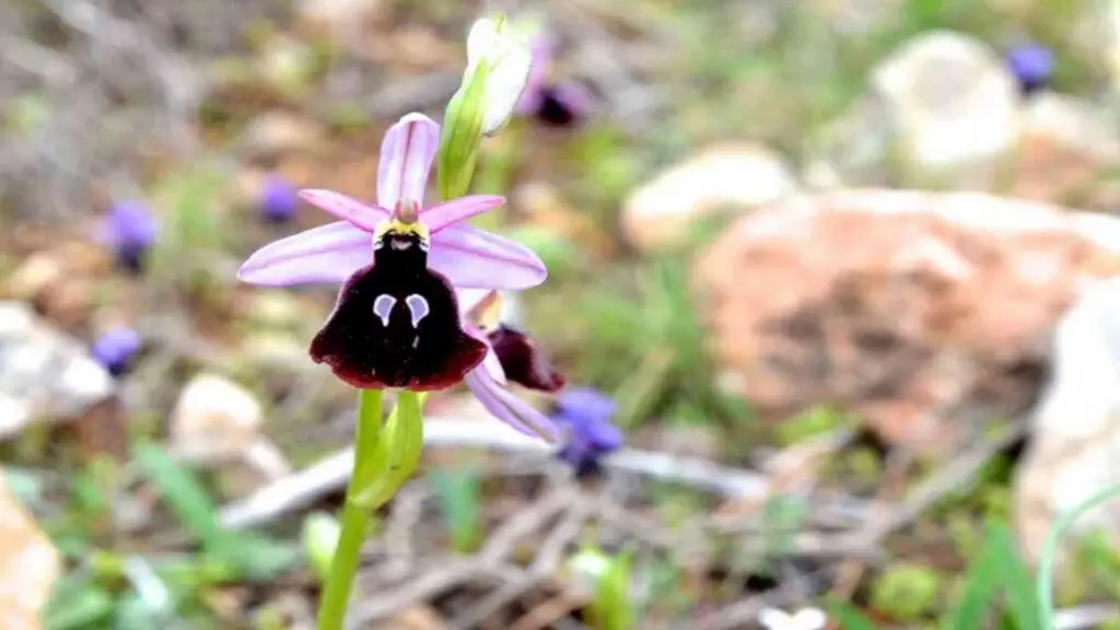 Chios orchid flower
